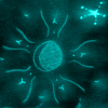 BLUE STARRY MOON