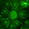 GREEN STARRY MOON