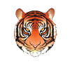 Tiger Face