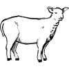 A lamb (hand-drawn)