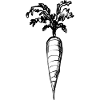 A vegetable: carrot