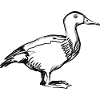 A duck (hand-drawn)