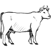 A cattle (hand-drawn)