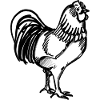 A Rooster (hand-drawn)