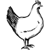 A chicken (hand-drawn)
