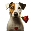Jack Russell Terrier Valentine's Day