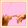 Chat