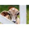cow's head