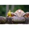 The bird and the calf
