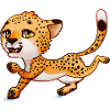 Cheetah rennt