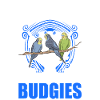 Budgerigar Cadeau Welli cockatiel