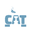 Pilates cat