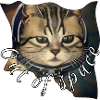 Chat de l’espace