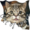 Space cat 7