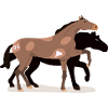 Pferdepärchen
