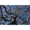 Kahler Baum