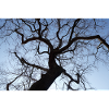 Kahler Baum