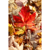 Herbstlaub