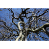 Kahler Baum