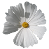 Natural white large flower on a transparent background
