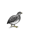 Quail Bird Gift