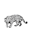 Snow leopard