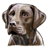 Labrador