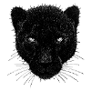 Panther - black panther - unique design wild cat