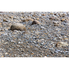 Beach pebbles