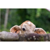 le petit veau derrière la barrière