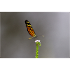 The butterfly on the flower