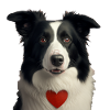 Border Collie Saint-Valentin