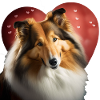 Rough Collie Saint-Valentin