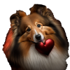 Sheltie Saint-Valentin - Shetland Sheepdog