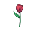 Tulipes Fleur Tulipes