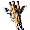 Giraffe1