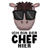 Cool Pferd Chef Spruch