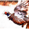 Fasan