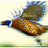 Fliegender Fasan