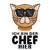 Cool Katze Perserkatze Chef Spruch