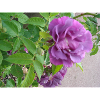 Rose blossom violet - green leaves