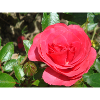 Rose red with green leaves