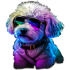 Bichon Frise Dogs Bichon Frises