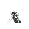 Jiu Jitsu Papa Gi Jiu