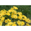Flowers gem root yellow