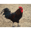 Rooster black and brown feathered