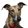 Lurcher Saint-Valentin