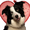 Border Collie Saint-Valentin