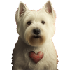Westie Valentine's Day