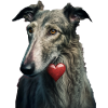 Lurcher Saint-Valentin